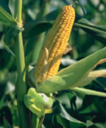 corn in a field